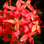 Gaia (fotografia) thumbnail 1