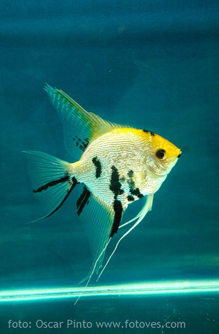 Acuarium