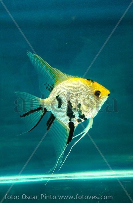 Acuarium