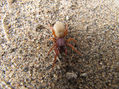 DYSDERA CROCATA  - ARACNIDOS DE ARGENTINA