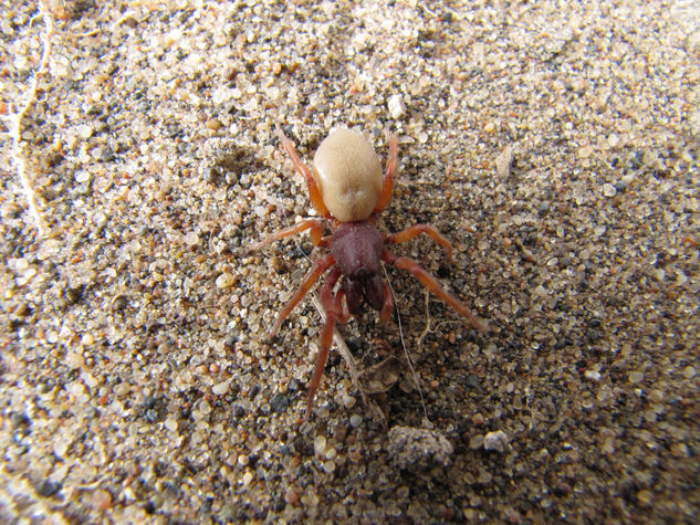 DYSDERA CROCATA  - ARACNIDOS DE ARGENTINA Nature Color (Digital)