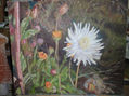 flores de jardin