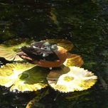 FAUNA thumbnail 2
