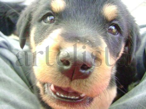 Cachorros