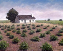 Viñedos de la Mancha