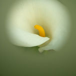 FLORA thumbnail 1