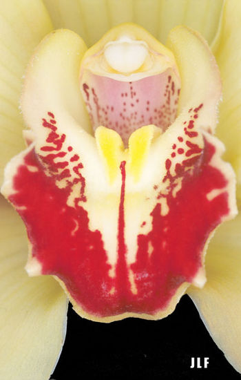 Orquidea. Naturaleza Color (Química)