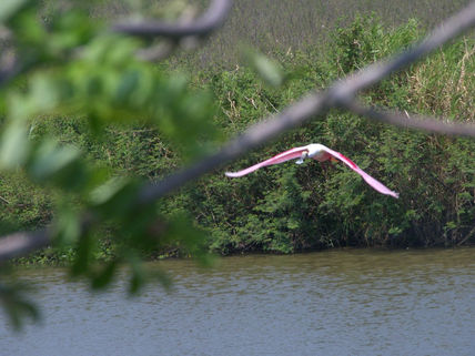 Libertad