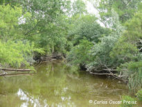 Arroyo en bajante 2