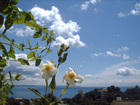 Blancas nubes y...