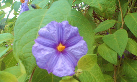 LILAS