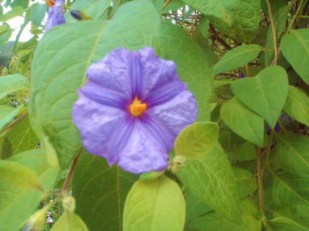 VERDES Y LILAS FLORES - FOTOS 10COLORADO. 