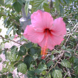 ROSA thumbnail 1