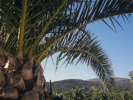 palmera y monte Naturaleza Color (Digital)