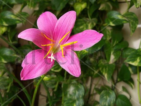 La flor