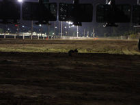 Hipodromo de noche