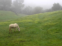 Prado y caballo