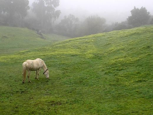 prado y caballo