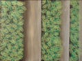 A serie: verdes