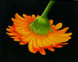 Gerbera 2