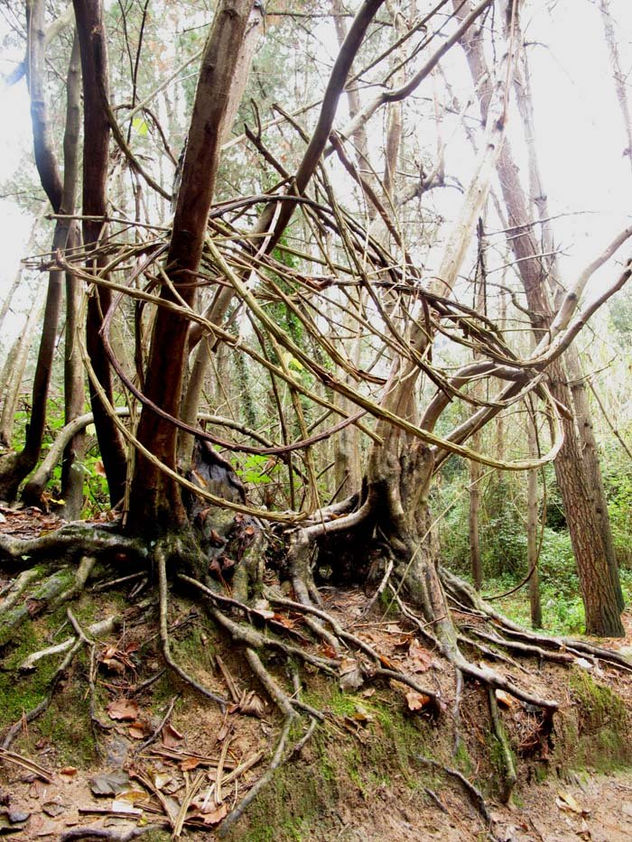 Árbol atado Sant Iscle 2011