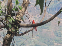 El pajaro rojo