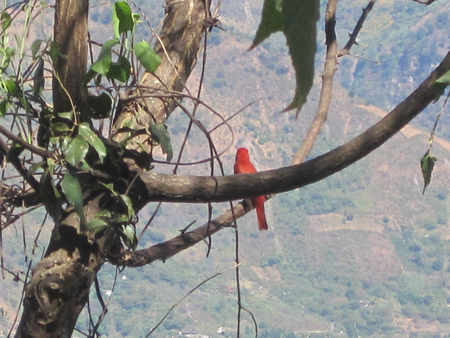 El pajaro rojo Naturaleza Color (Digital)