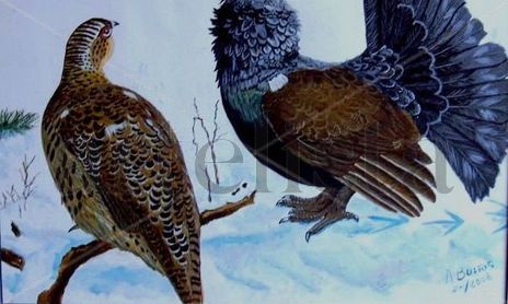 aves
