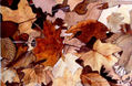 OTOÑO 1