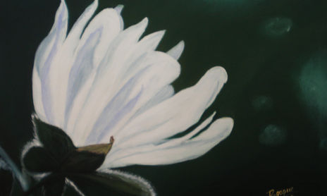 flores blancas