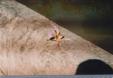 Flor en el puente