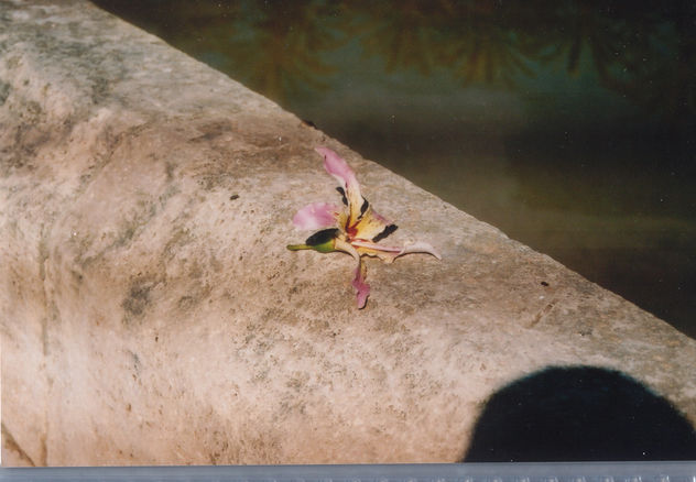 flor en el puente