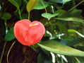 Solitaria