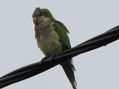 COTORRA (Myiopsitta monachus)