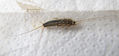FIRE BRAT - SILVERFISH  -  INSECTOS DE ARGENTINA