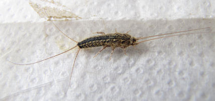 Fire brat -...