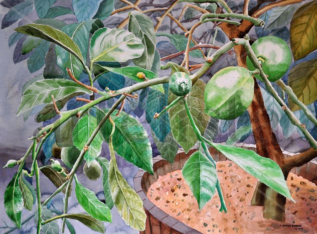 Arbol de Limones
