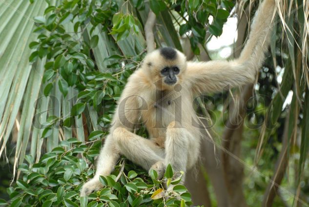 Mono Voladar., posando., 