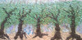 Bosque de olivos
