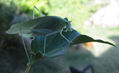 KATYDIDS - INSECTOS DE ARGENTINA