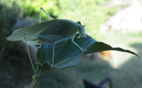 Katydids - insectos...