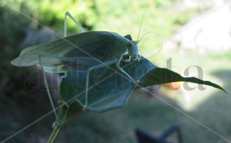 Katydids - insectos...