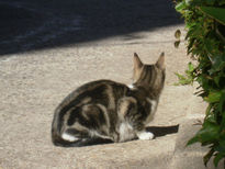 "La Gata Gardner" -...