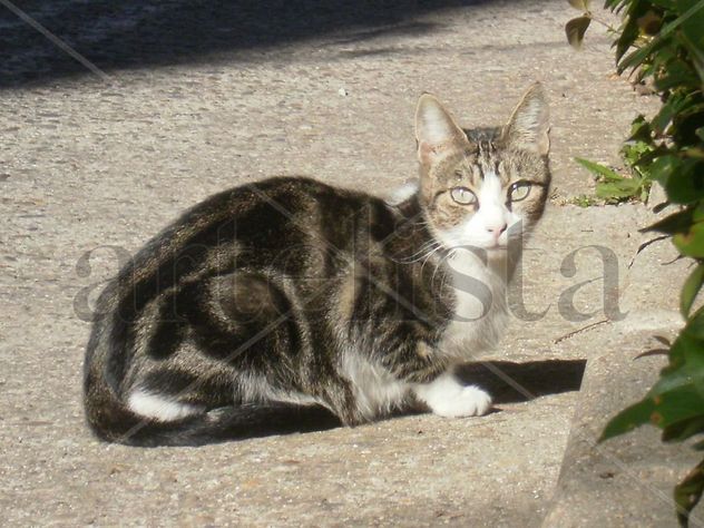 "La Gata Gardner" - 2 -  "Los (3) últimos serán los primeros"