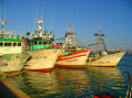 barcos