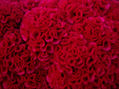 flor magenta