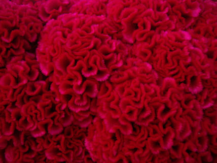 Flor magenta