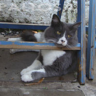 obra