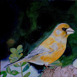 aves thumbnail 2
