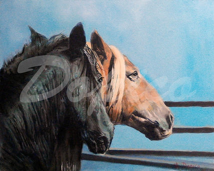 Caballos/Cabalos/Ho...